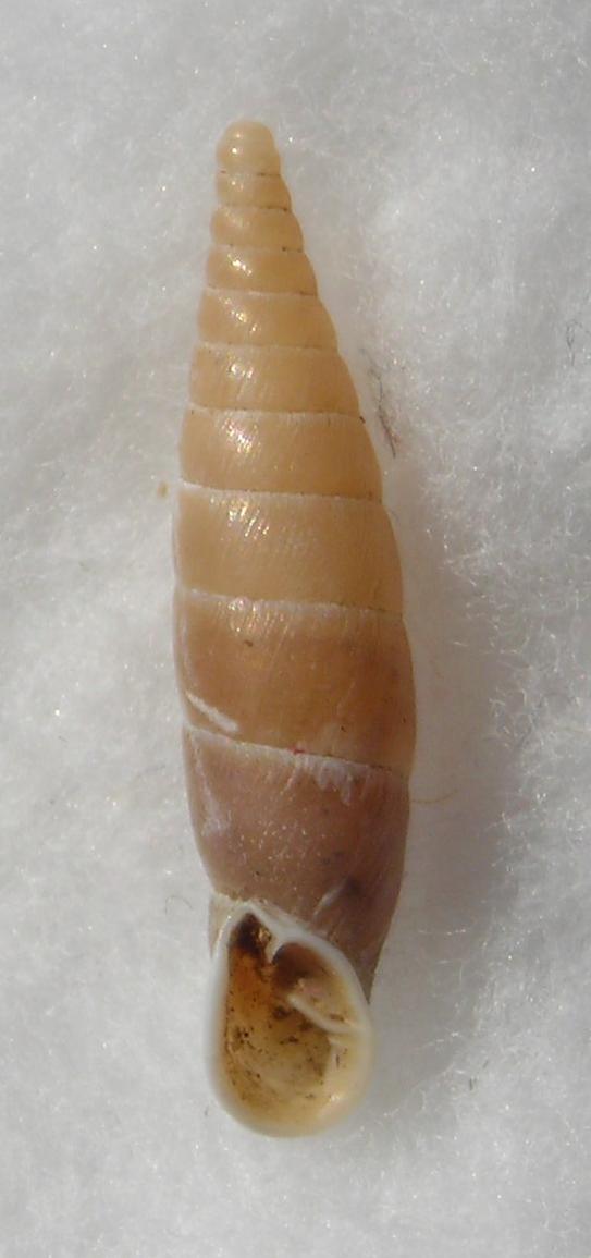 Clausilide da Siena